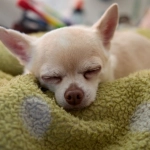 Бездепозитные бонусы казино и программы лояльности